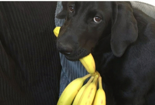 Illustration de l'article : 15 photos de chiens malicieux et adorables qui illumineront votre journée 