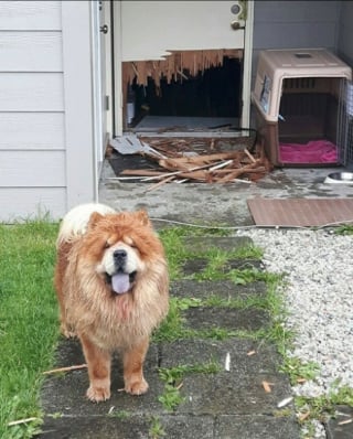 Illustration de l'article : 15 photos de chiens malicieux et adorables qui illumineront votre journée 