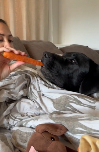 Illustration de l'article : Pour apaiser son chien malade, une femme quitte son travail et lui offre la plus belle des journées (vidéo)