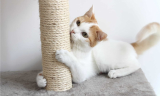 Illustration de l'article : 6 raisons pour lesquelles le griffoir est un accessoire indispensable quand on a un chat