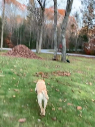 Illustration de l'article : La joie contagieuse d'une chienne senior jouant comme un jeune chiot à chaque automne (vidéo)