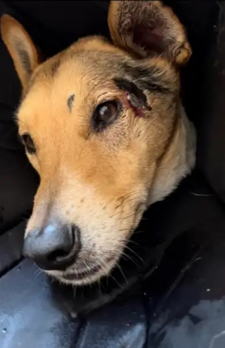 Illustration de l'article : Le propriétaire d'un chien perdu passe une semaine dans sa voiture en pleine forêt dans l'espoir de le retrouver