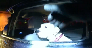 Illustration de l'article : Un chien retrouvé dans une voiture volée conquiert le cœur d'un policier