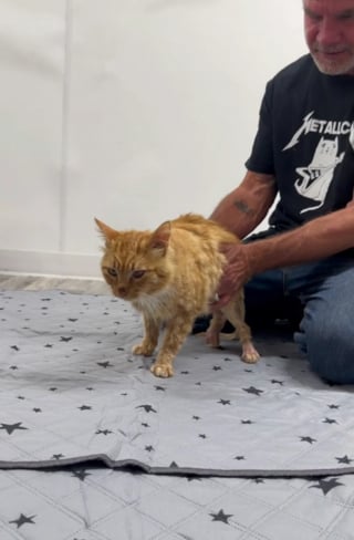 Illustration de l'article : Ce chat paralysé n'était pas censé se remettre à marcher, mais un homme en a décidé autrement (vidéo)