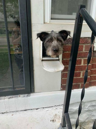 Illustration de l'article : Rigby, le chien curieux qui fait sourire tout un quartier depuis sa boîte aux lettres
