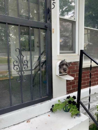 Illustration de l'article : Rigby, le chien curieux qui fait sourire tout un quartier depuis sa boîte aux lettres