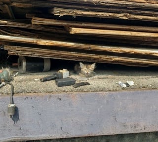 Illustration de l'article : Une chatonne retrouvée sous une pile de débris réclame l'aide d'un promeneur