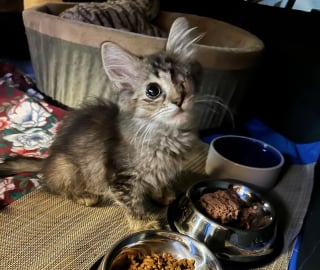 Illustration de l'article : Une chatonne retrouvée sous une pile de débris réclame l'aide d'un promeneur