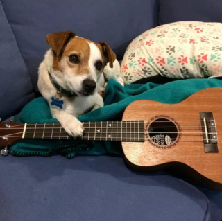 Illustration de l'article : 15 photos de chiens passionnés de musique et posant avec leurs instruments préférés