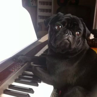 Illustration de l'article : 15 photos de chiens passionnés de musique et posant avec leurs instruments préférés
