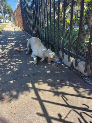 Illustration de l'article : Un chien abandonné sillonne le quartier à la recherche d'un toit alors qu'une violente tempête approche