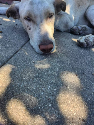 Illustration de l'article : Un chien abandonné sillonne le quartier à la recherche d'un toit alors qu'une violente tempête approche