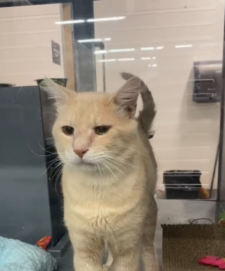 Illustration de l'article : Ce chat jeté aux ordures pleure tous les jours en attendant de trouver une nouvelle famille (vidéo)