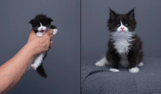 Illustration de l'article : De minuscule à majestueux : l'évolution d'un chaton en 94 jours capturée par un photographe (vidéo)