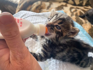 Illustration de l'article : Une chatte et son chaton, piégés sous une montagne de cartons, déclenchent une intervention délicate