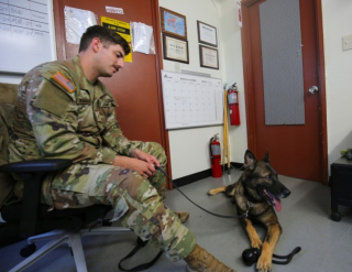 Illustration de l'article : La nouvelle vie paisible d'Eris, chien fraîchement retraité de l'armée