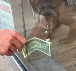 Illustration de l'article : Cette chatte qui récupère l'argent des passants pour la bonne cause est toujours aussi populaire (vidéo)