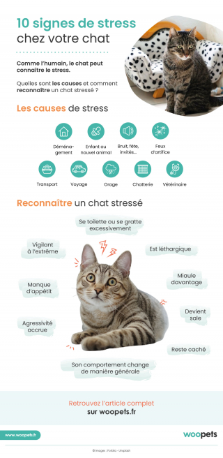 Identifier les symptômes du stress chez le chat - Truffe & Moustache