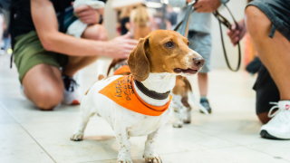 Illustration de l'article : Ces 3 chiens de soutien travaillent dans un aéroport allemand pour apaiser les voyageurs et apporter de la bonne humeur 