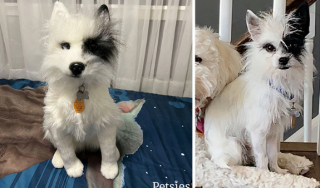 Illustration de l'article : 18 photos de chiens et de chats qui ont été immortalisés en peluche pour leurs propriétaires