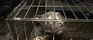 Illustration de l'article : Des dizaines de chiens maltraités découverts lors d'une opération de police contre les combats canins