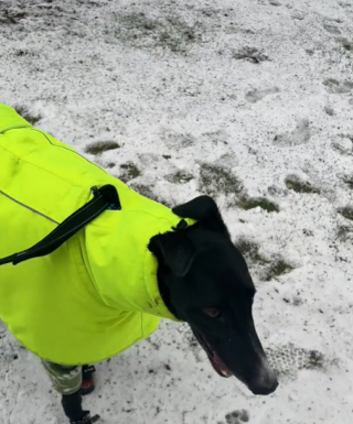 Illustration de l'article : Un chien de refuge découvre la neige pour la première fois et fait fondre les cœurs sur internet (vidéo)
