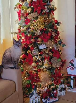 Illustration de l'article : 14 photos de chats qui ont fait regretter à leurs propriétaires d'avoir ressorti le sapin de Noël