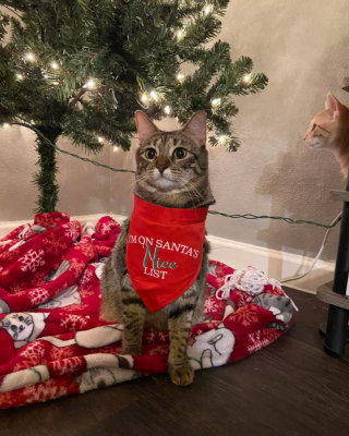 Illustration de l'article : 14 photos de chats qui ont fait regretter à leurs propriétaires d'avoir ressorti le sapin de Noël
