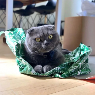 Illustration de l'article : 19 chats qui vouent une véritable fascination pour les emballages cadeaux de Noël