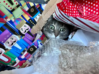 Illustration de l'article : 19 chats qui vouent une véritable fascination pour les emballages cadeaux de Noël