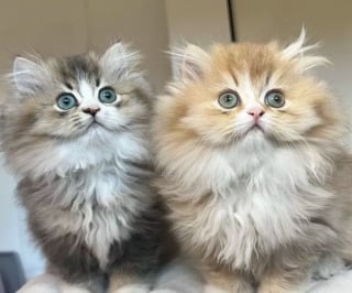 Illustration de l'article : 18 photos de chats au pelage si moelleux qu’on les confondrait avec des peluches