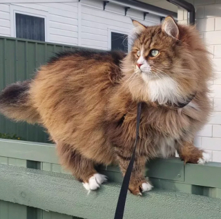 Illustration de l'article : 18 photos de chats au pelage si moelleux qu’on les confondrait avec des peluches