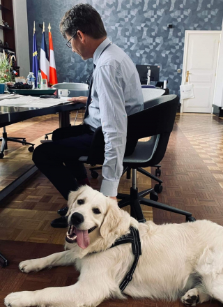 Illustration de l'article : Tango doit renoncer à devenir chien guide, mais le maire qui l'accueille a d'autres projets pour lui