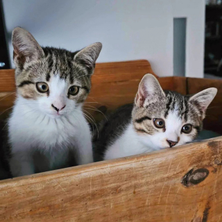 Illustration de l'article : 2 chatons ayant perdu leur mère puis leur sœur traversent ensemble les épreuves de la vie