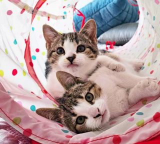 Illustration de l'article : 2 chatons ayant perdu leur mère puis leur sœur traversent ensemble les épreuves de la vie