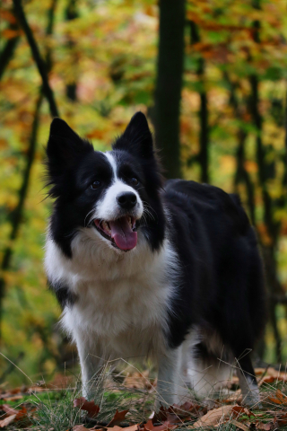 Illustration de l'article : Un chien se retrouve aux urgences vétérinaires après avoir ingéré plus d’une vingtaine de glands