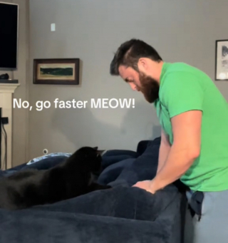 Illustration de l'article : Quand un chat expert en pétrissage décide de partager son savoir-faire avec son humain (vidéo)