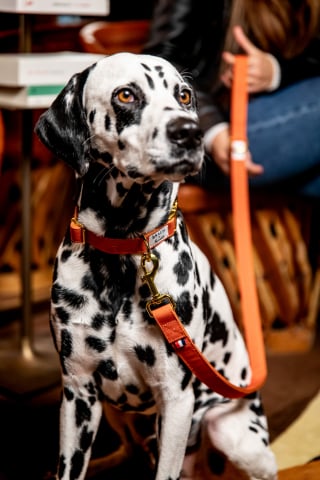 Illustration de l'article : French Bandit et Brach Paris dévoilent une collection unique d’accessoires pour chien et créent la rencontre entre le luxe canin et l'art de vivre parisien