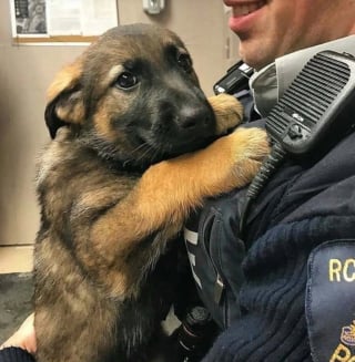 Illustration de l'article : 21 photos montrant les adorables réactions de nos compagnons à 4 pattes lors de leurs toutes premières fois