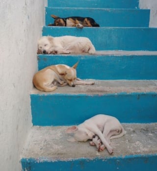 Illustration de l'article : 20 photos de chats et de chiens qui ont décidé qu’il était l’heure de faire la sieste