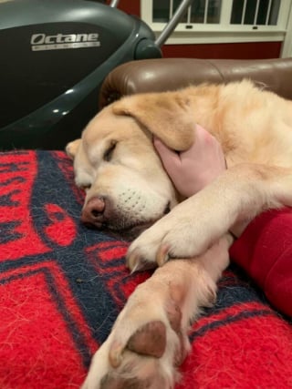 Illustration de l'article : 20 photos de chats et de chiens qui ont décidé qu’il était l’heure de faire la sieste