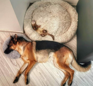 Illustration de l'article : 20 photos de chats et de chiens qui ont décidé qu’il était l’heure de faire la sieste