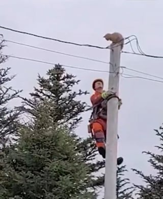 Illustration de l'article : La manœuvre inconsidérée d'un chat "coincé" en haut d'un poteau électrique alors qu'un technicien venait le secourir (vidéo)