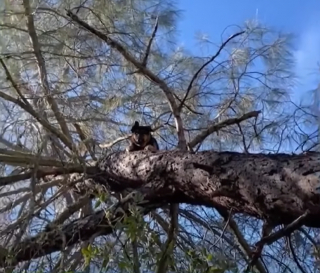 Illustration de l'article : En levant les yeux, un homme découvre un Berger Allemand coincé dans un arbre à environ 8 mètres du sol