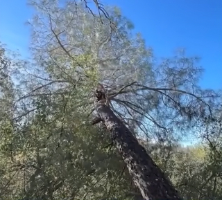 Illustration de l'article : En levant les yeux, un homme découvre un Berger Allemand coincé dans un arbre à environ 8 mètres du sol