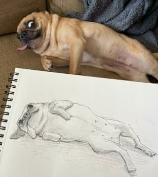 Illustration de l'article : 20 photos de chiens absolument hilarantes 