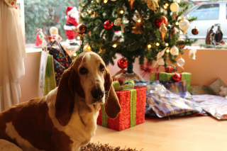 Illustration de l'article : Pourquoi offrir un chien à ses proches pour Noël n’est pas forcément une bonne idée ?