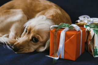 Illustration de l'article : Pourquoi offrir un chien à ses proches pour Noël n’est pas forcément une bonne idée ?