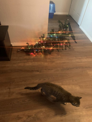 Illustration de l'article : Il pensait avoir trouvé le moyen de protéger son sapin de Noël, mais c’était sans compter la détermination de son chat