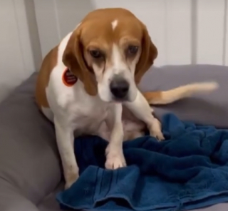 Illustration de l'article : À 7 ans, ce Beagle de laboratoire profite de son tout premier panier après avoir été sauvé (vidéo)